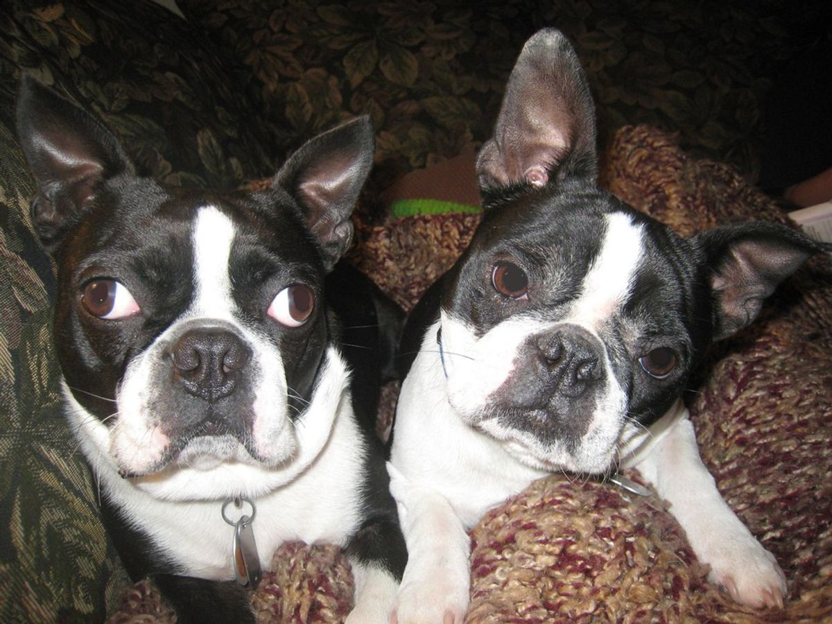 14 Reasons Why Boston Terriers Are The Best Dogs