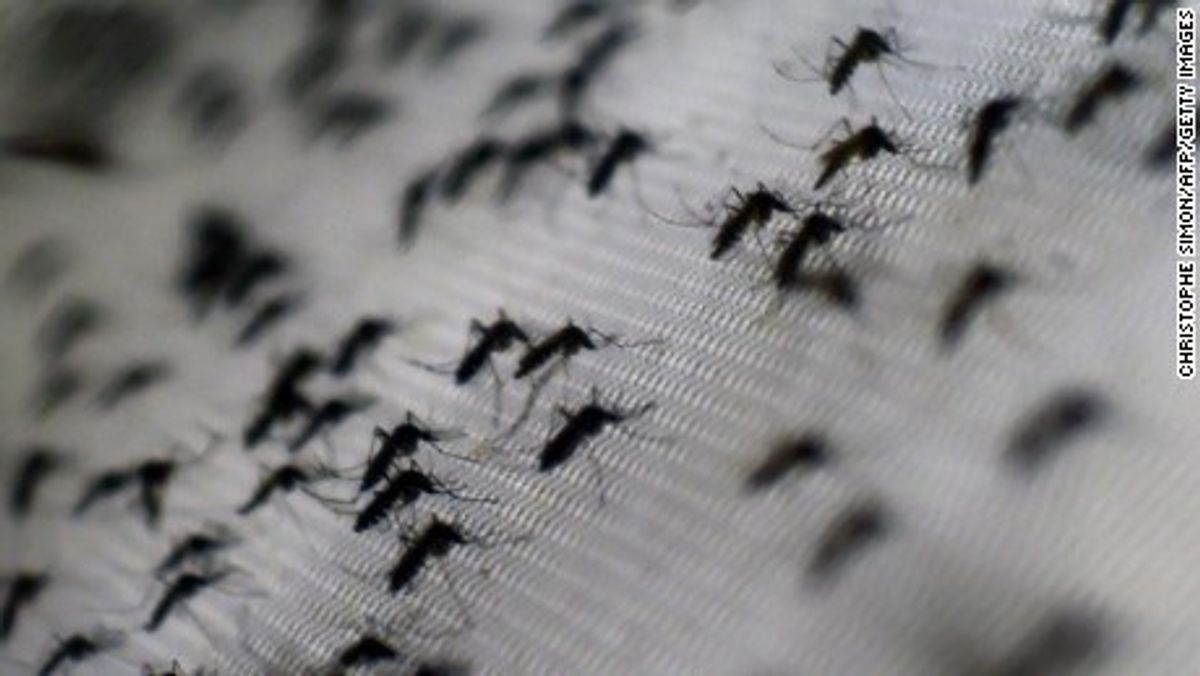 Genetically Modified Mosquitoes To Stop Zika Virus