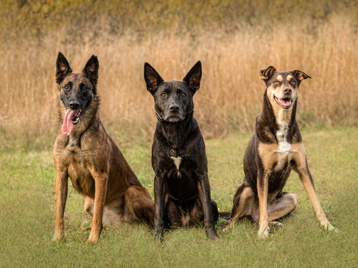 5 Things My Dogs Have Taught Me