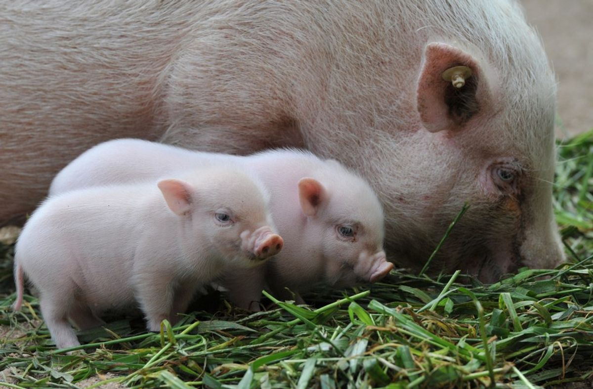 Don't Fall For The Teacup Pig Trend