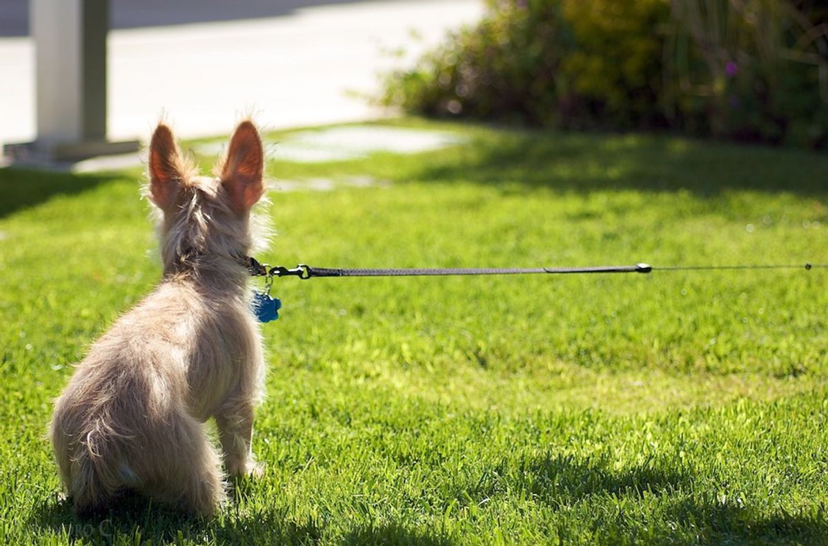 Control: Why People Don't Walk On Leashes