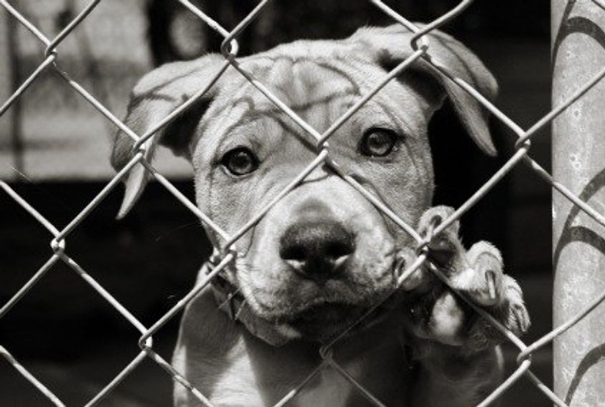 5 Reasons Why You Should Adopt And Not Shop