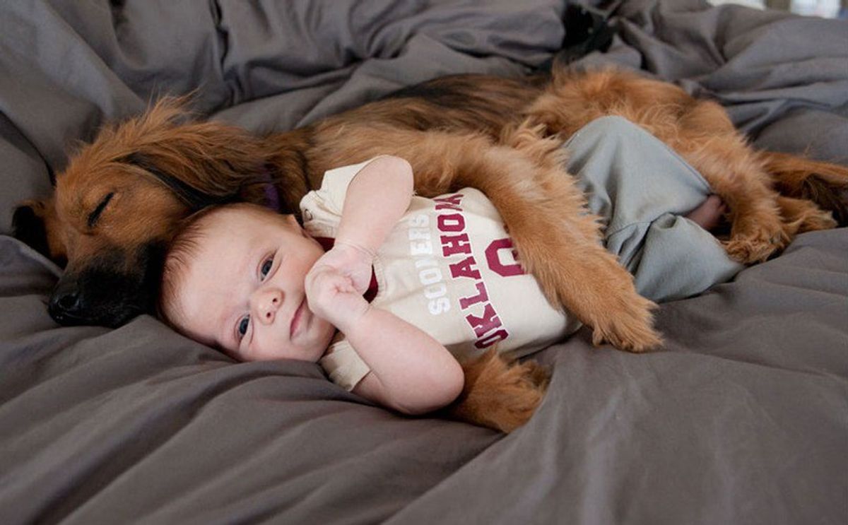 5 Reasons You Should Get A Dog Over Having A Child