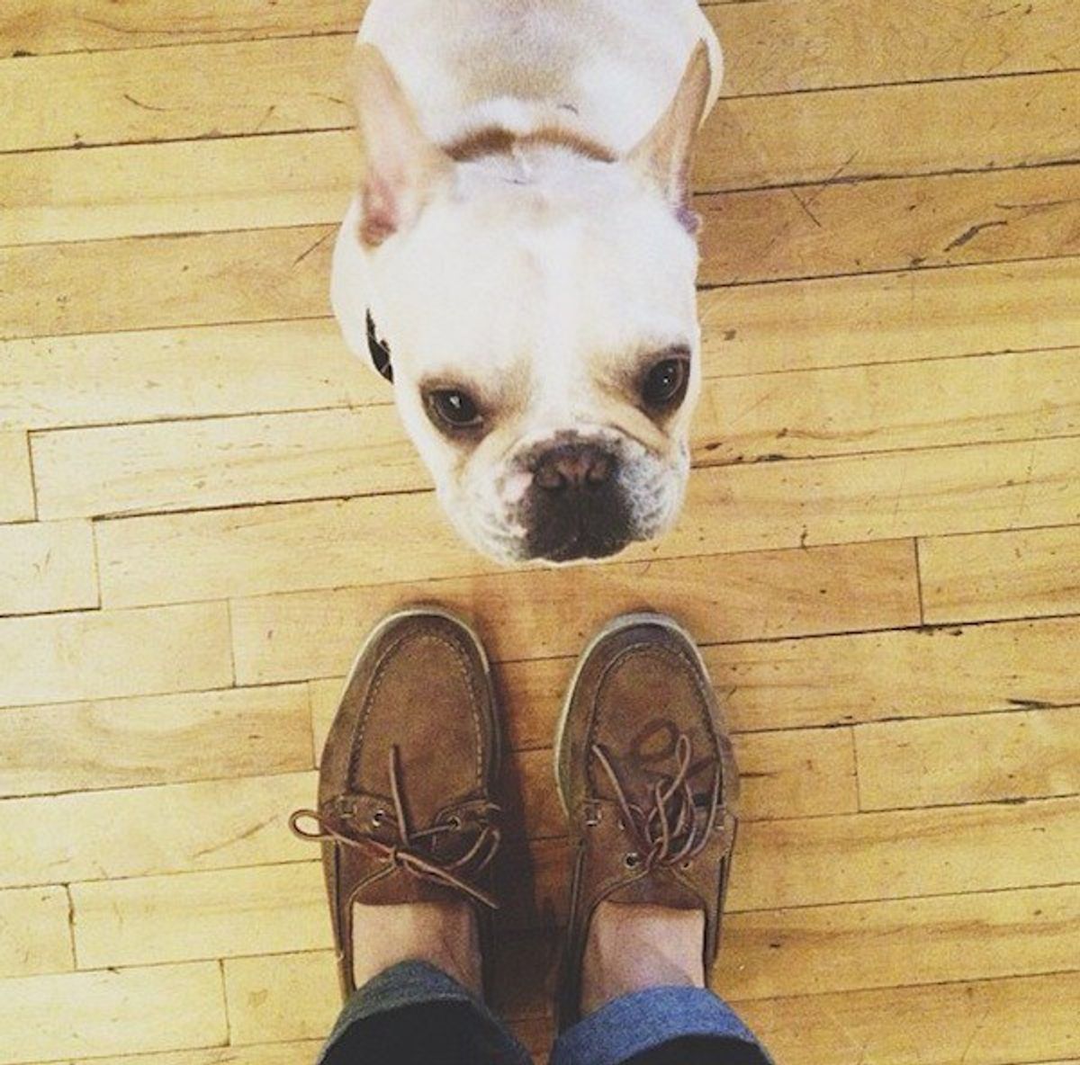 6 Reasons Why Dog Instagrams Are Actually Cool The Odyssey Online