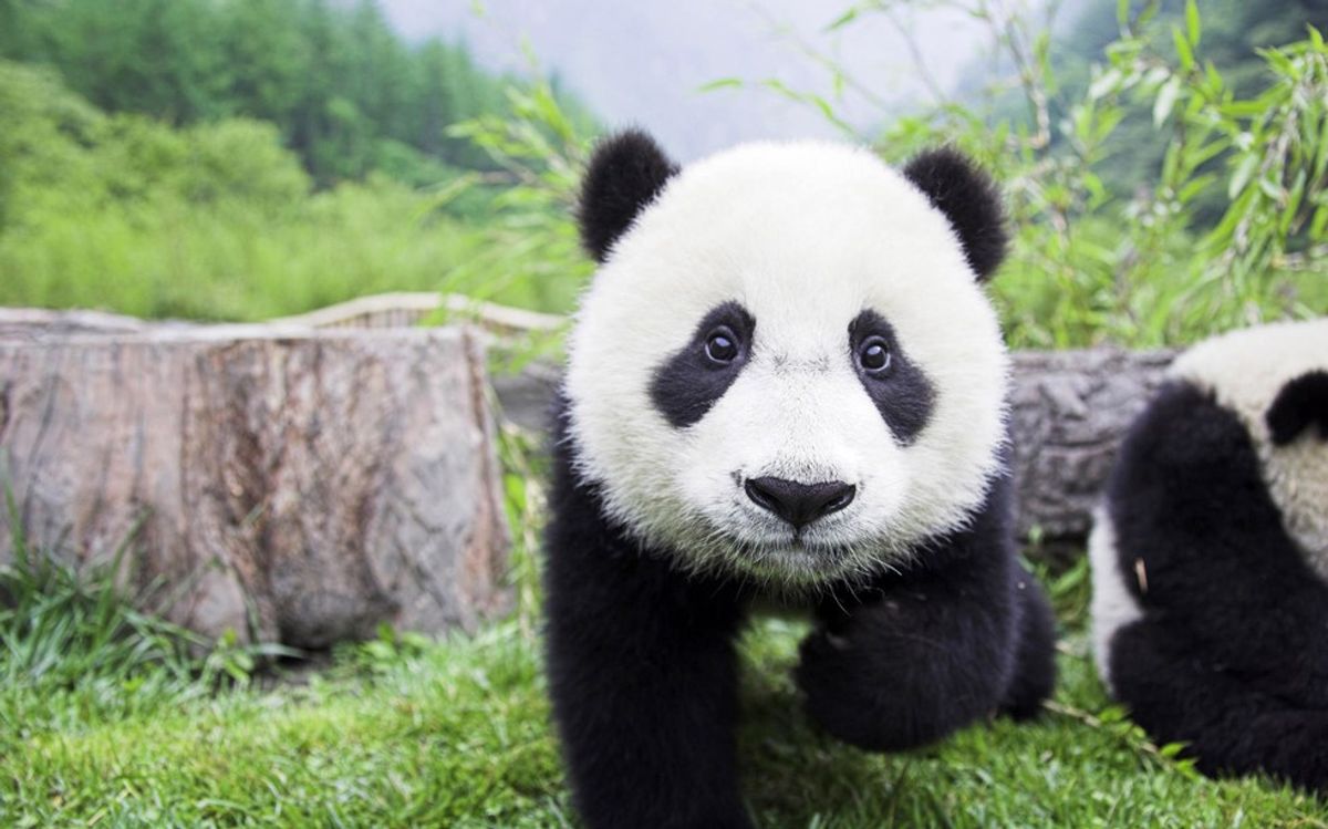 9 Products For Anyone Who Loves Pandas