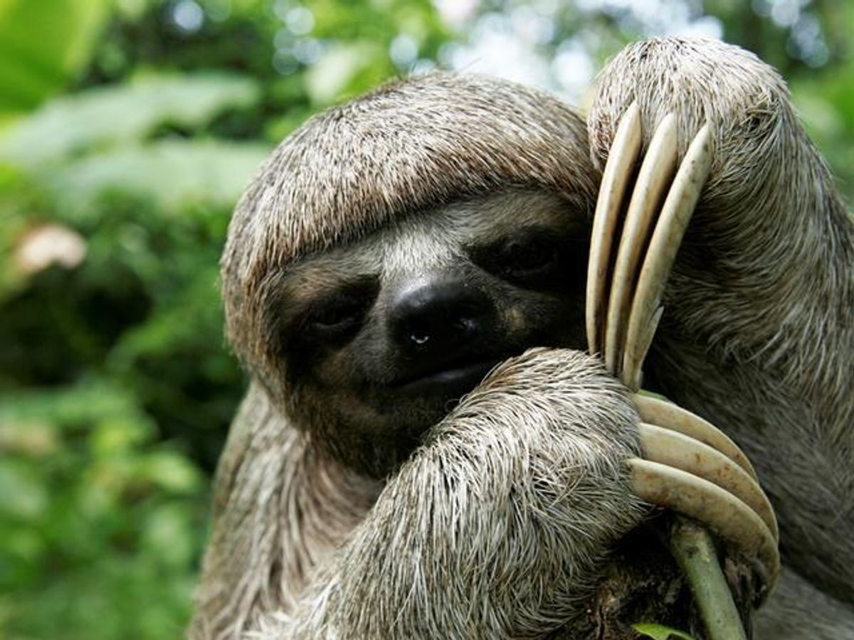 10 Times Sloths Portrayed Exactly How Girlfriends Feel