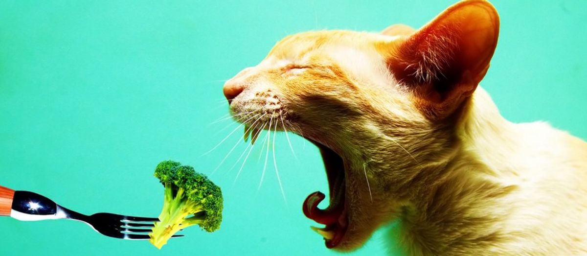10 Reactions I Get When I Tell People I'm Vegetarian