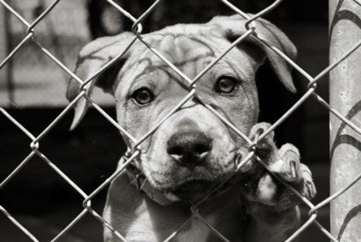 An Open Letter To Animal Abusers