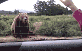 15 Cute Animal Gifs to Brighten Up Your Day ⋆ College Magazine