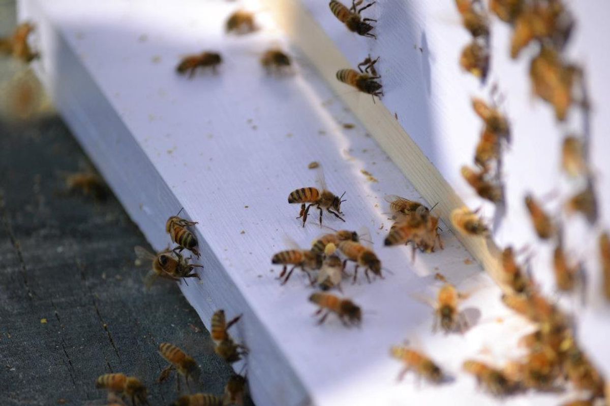 Bees Are Our Friends, Not Our Foe