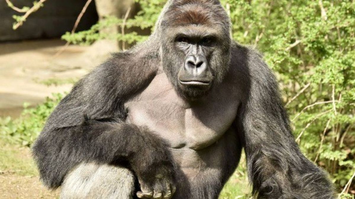 What We Can Learn From The Loss Of Harambe The Gorilla