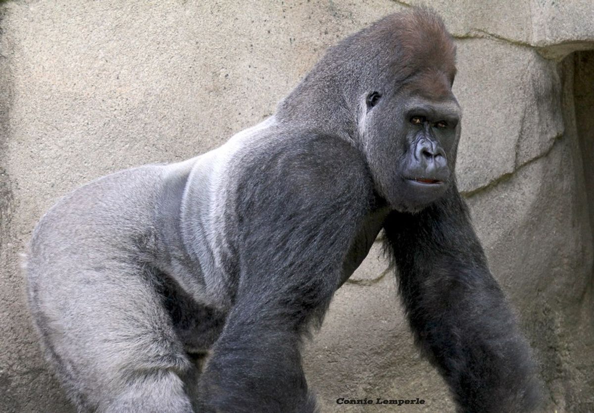 Cincinnati Gorilla Incident: We Should Not Be So Quick To Blame The Parents