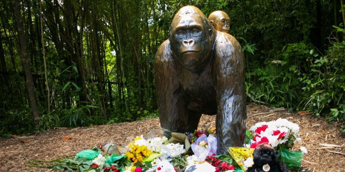 The Cincinnati Zoo Tragedy