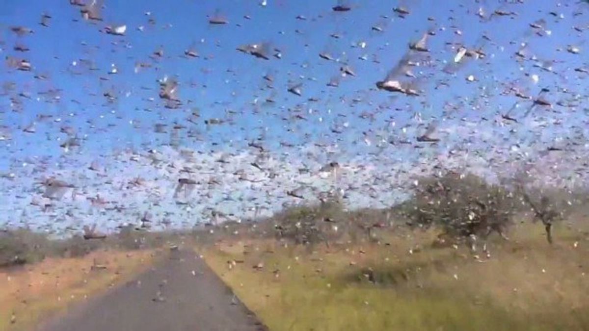 Cicada Swarm Due Soon