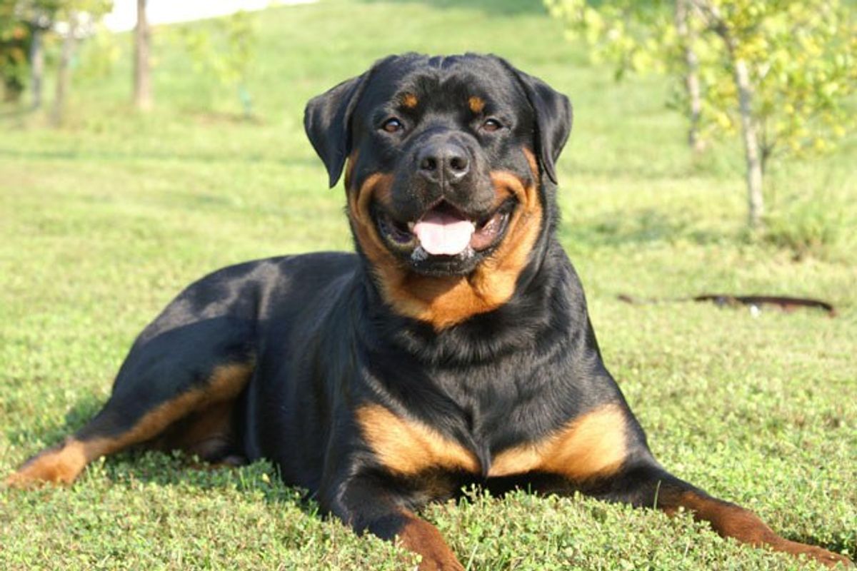 12 Reasons Why Rottweilers Are The Best Dogs