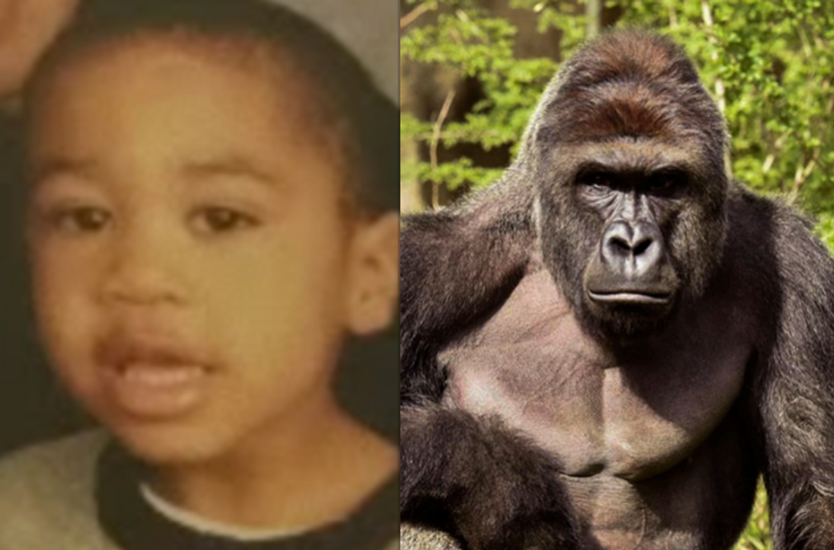 Child Versus Gorilla: Which One Would You Choose?