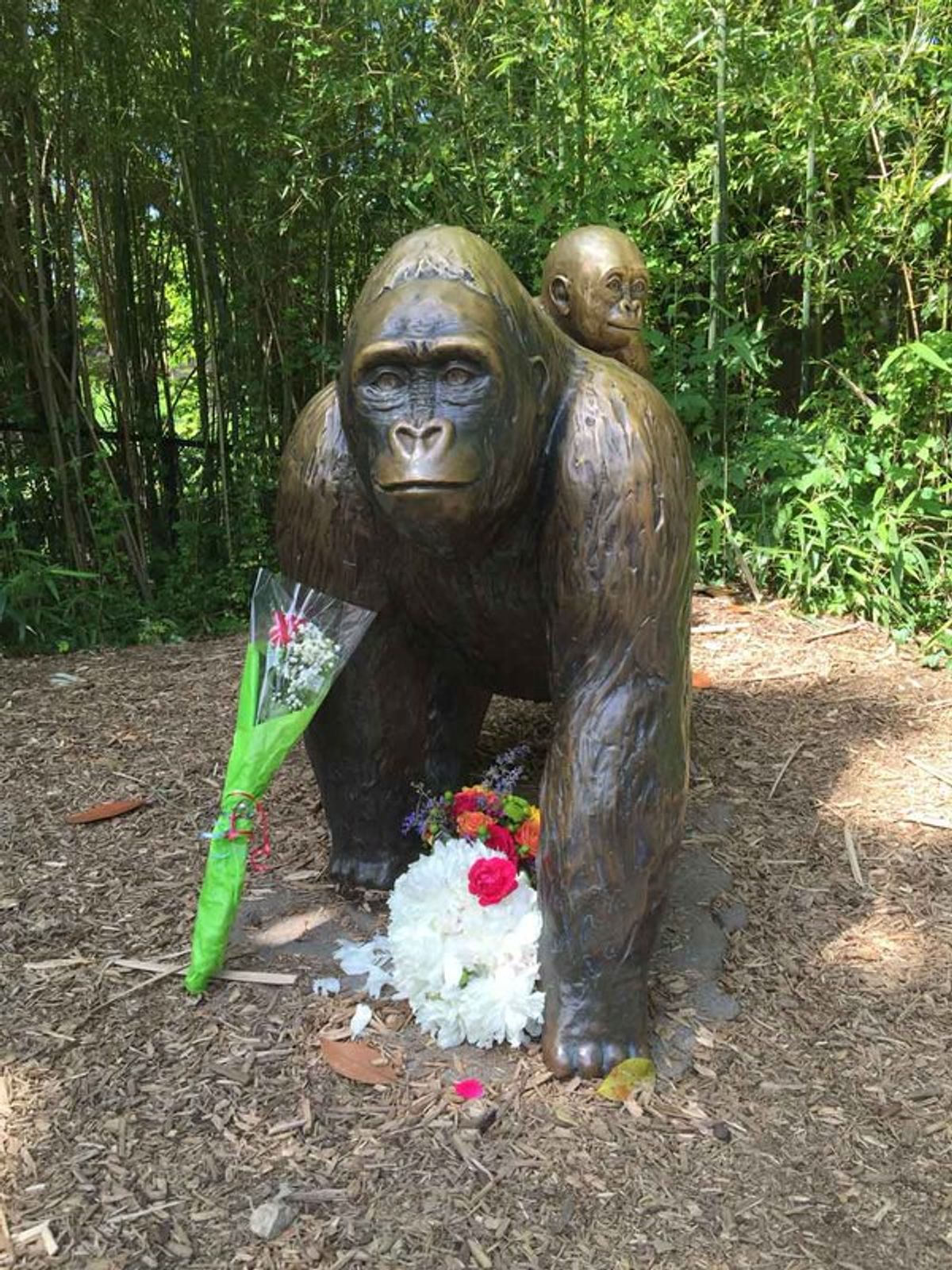 RIP Harambe: My Opinion on the Shooting of 17-Year-Old Gorilla