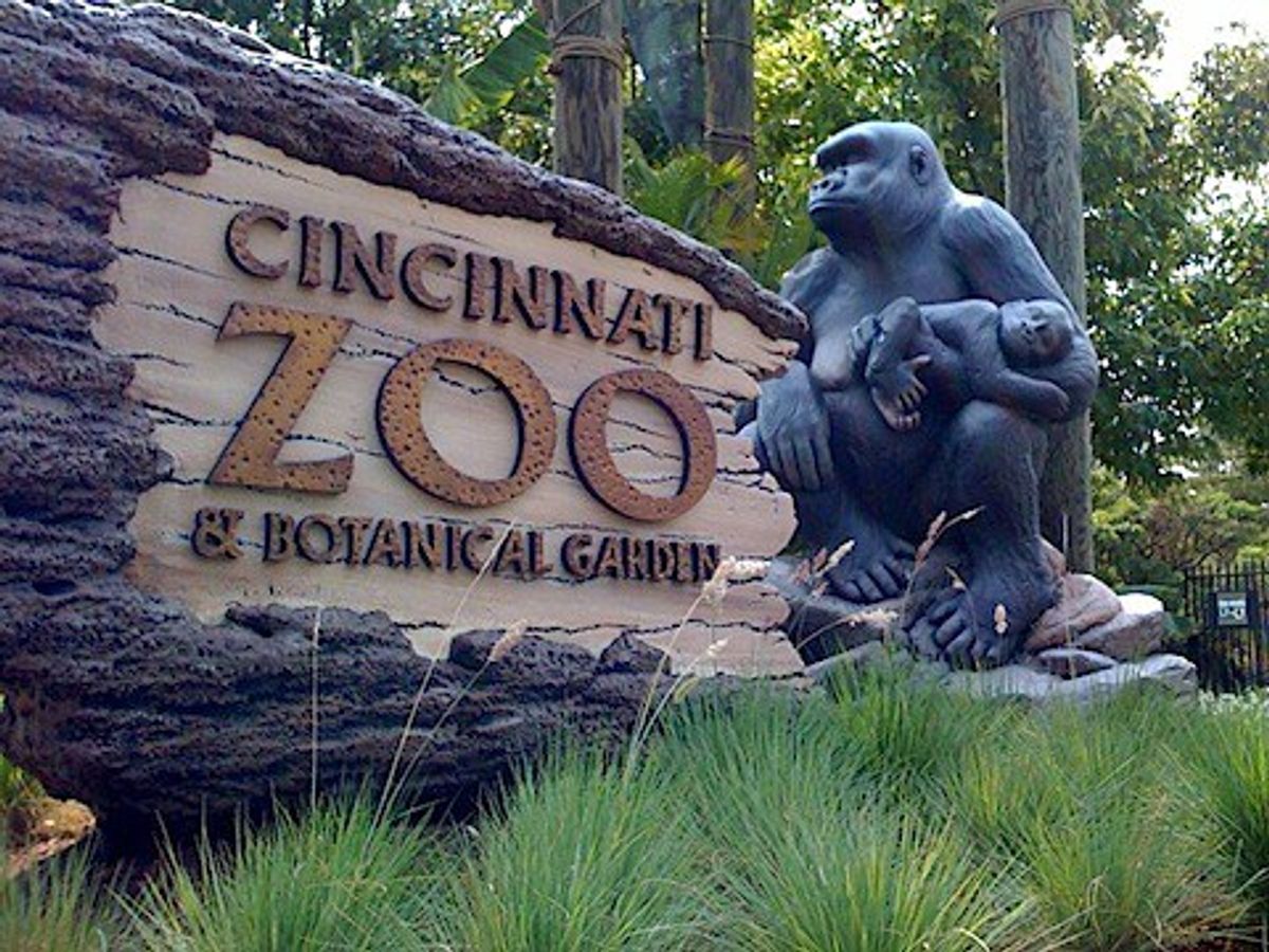 Looking At The Cincinnati Zoo Incident From Both Sides