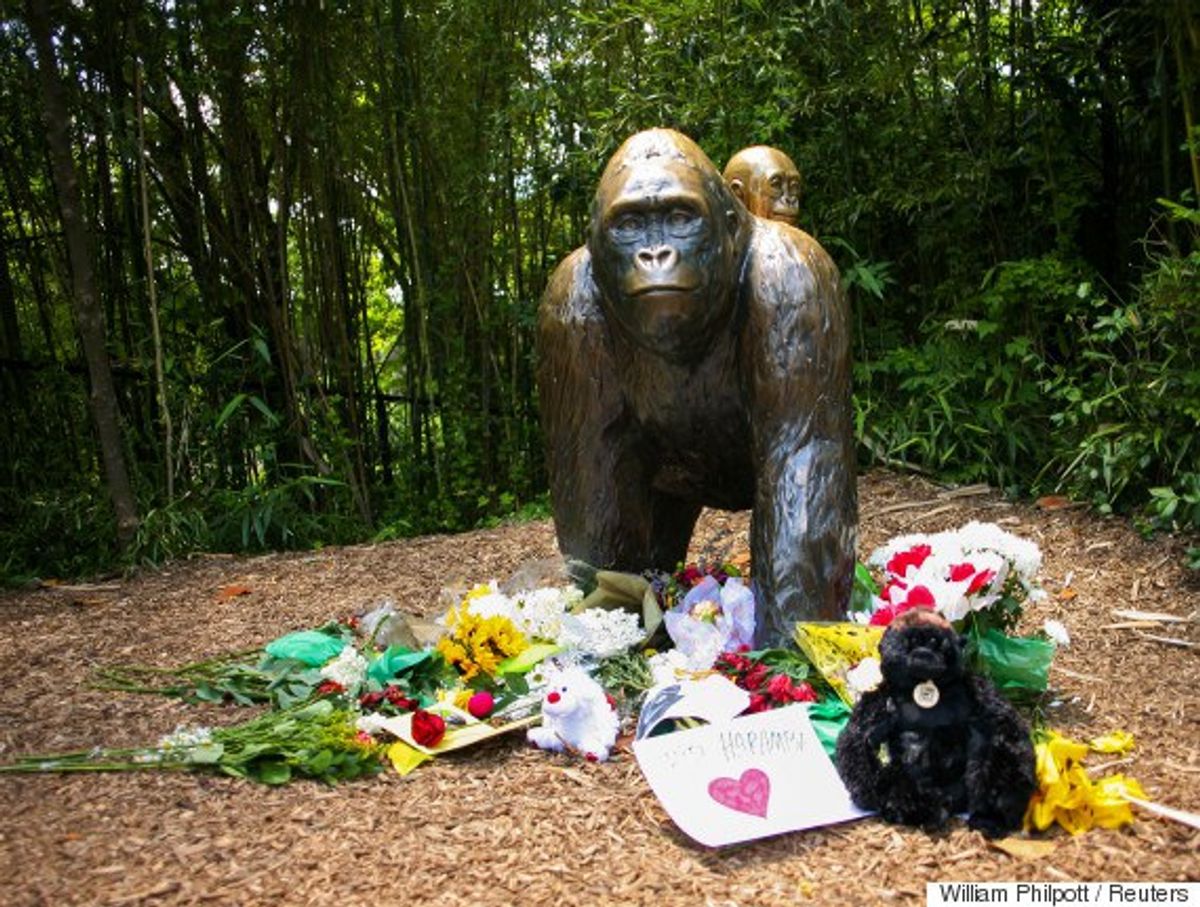 Harambe The Gorilla: The Neglect To Uphold The Sanctity Of Human Life