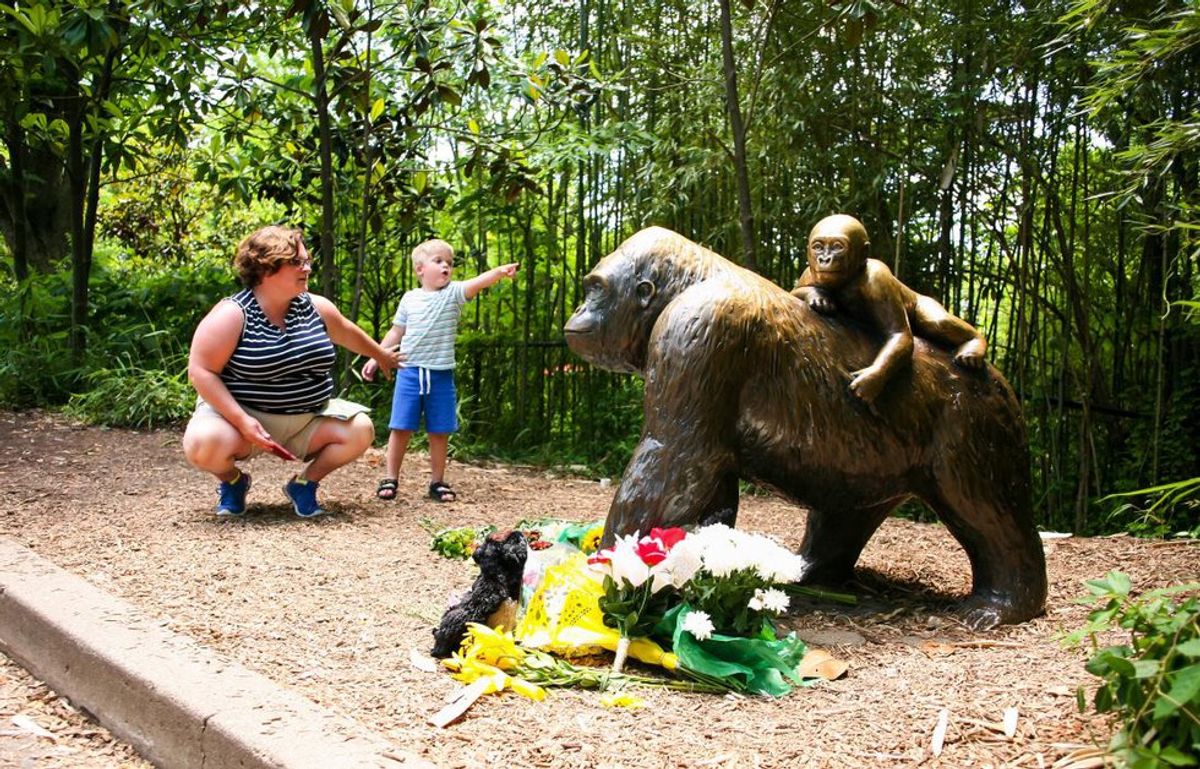 How Social Media Has Changed The Cincinnati Zoo Incident