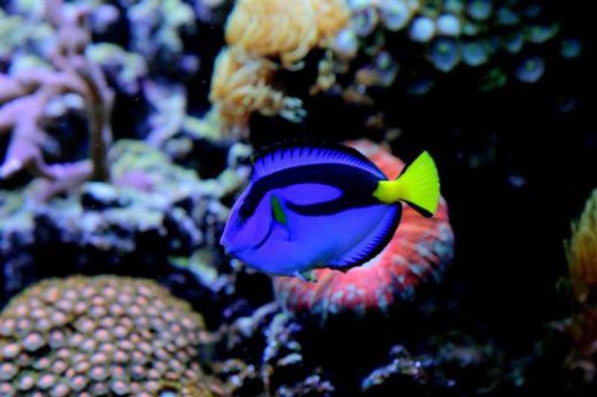 Find A Way To Save Dory!