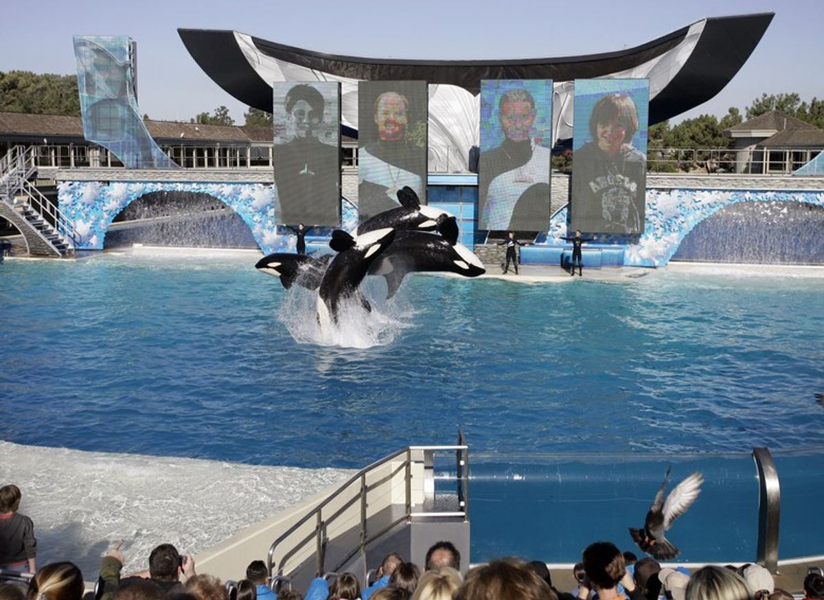The Problem With SeaWorld