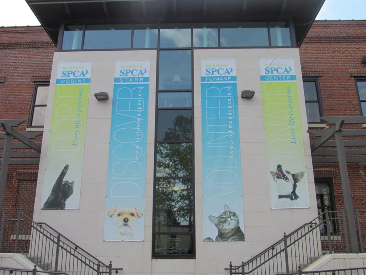 The Importance Of Animal Shelters The Odyssey Online