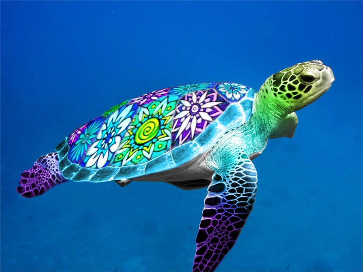7 Reasons Turtles Are The Best