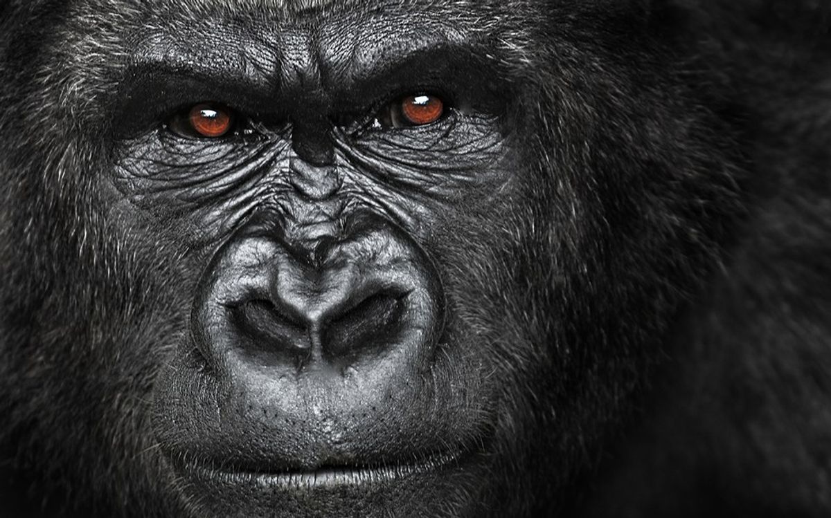 Team Harambe: Boy Vs. Gorilla