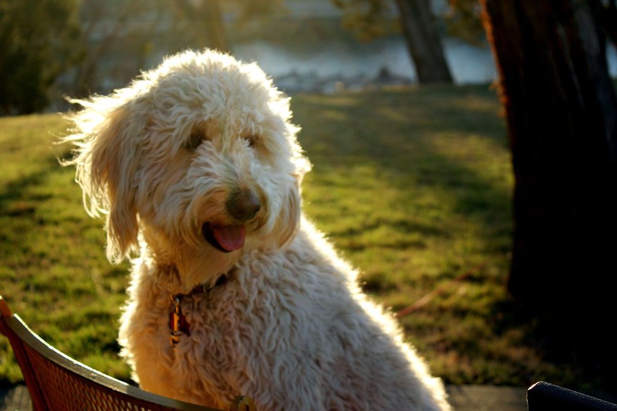 Why You Need A Goldendoodle In Your Life