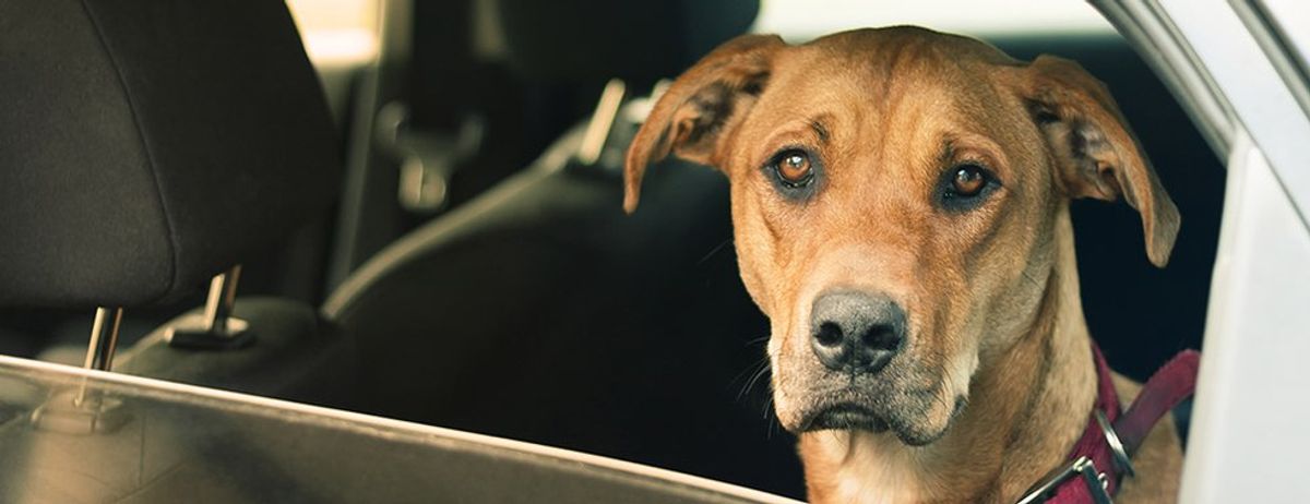 Don't Leave Dogs in Hot Cars