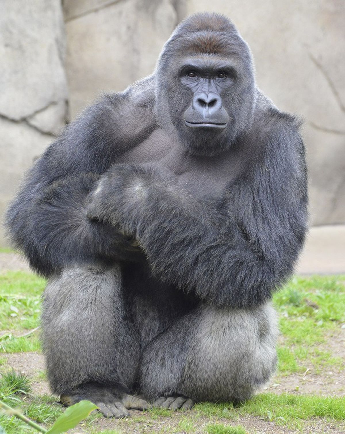 Should The Gorilla Have Been Shot: Yes Or No?