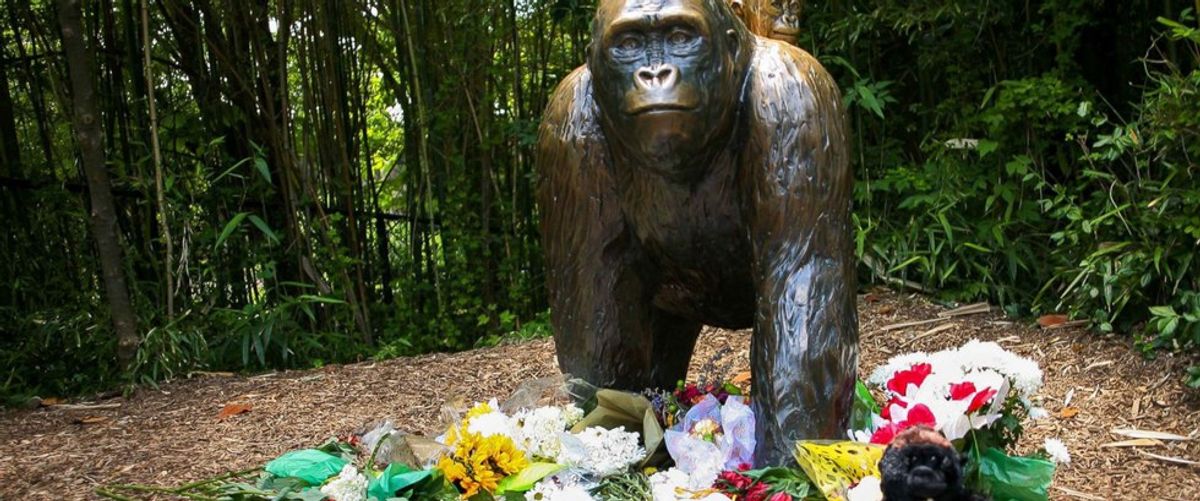 11 Thing That Are More Important Than The Gorilla Incident In Cincinnati