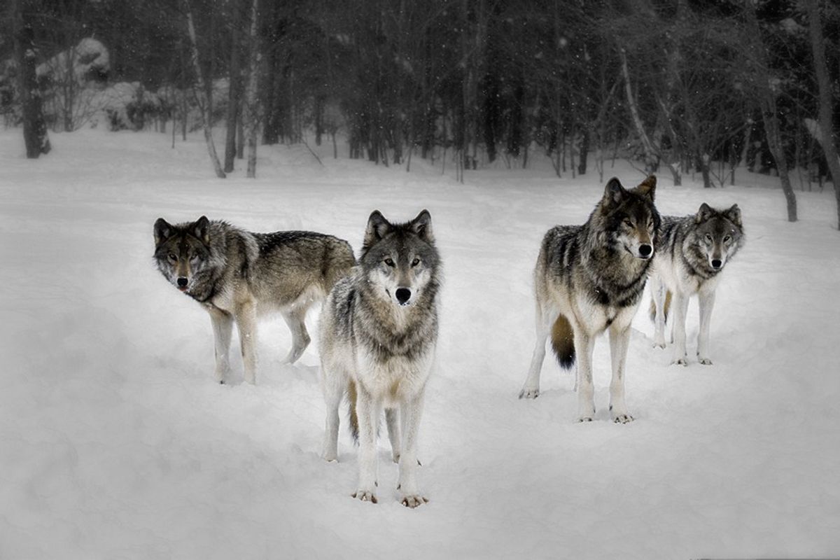 Wolves: What We Can Learn From The Pack