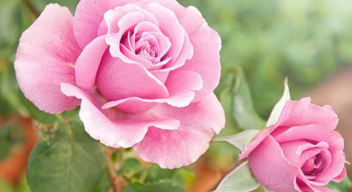 Why It's important to stop and smell the roses