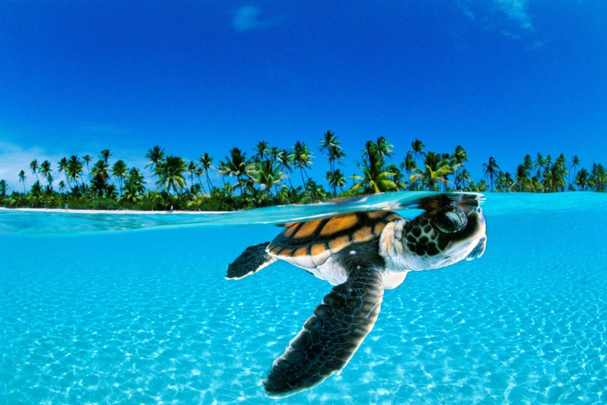 Why We Need To Protect Sea Turtles