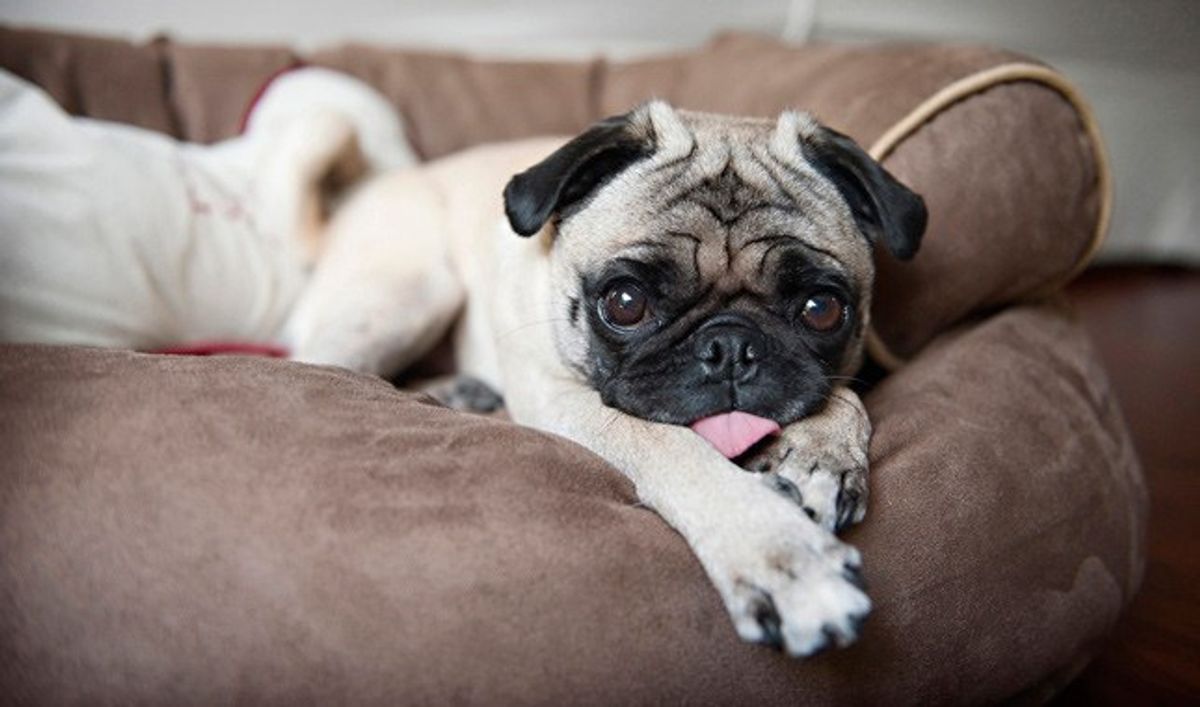 10 Reasons Pugs Are Basically Humans