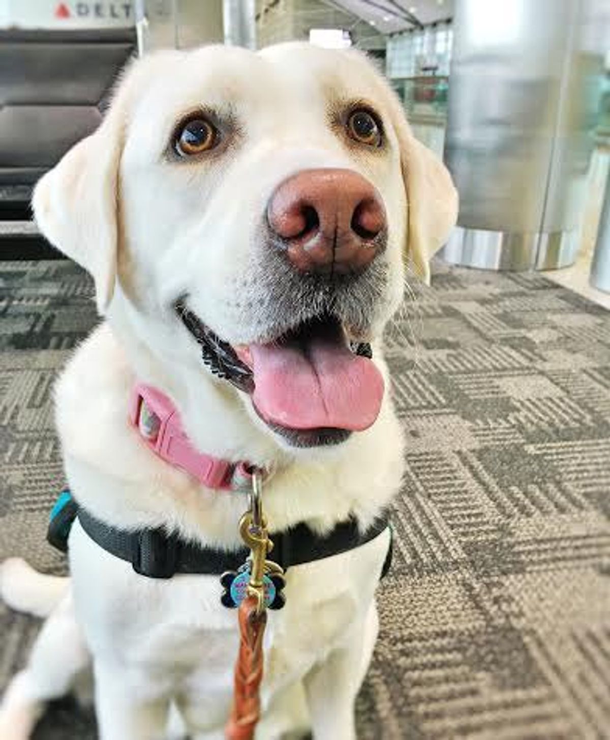 11 Ways To Make A Service Dog Handler's Day The Odyssey Online