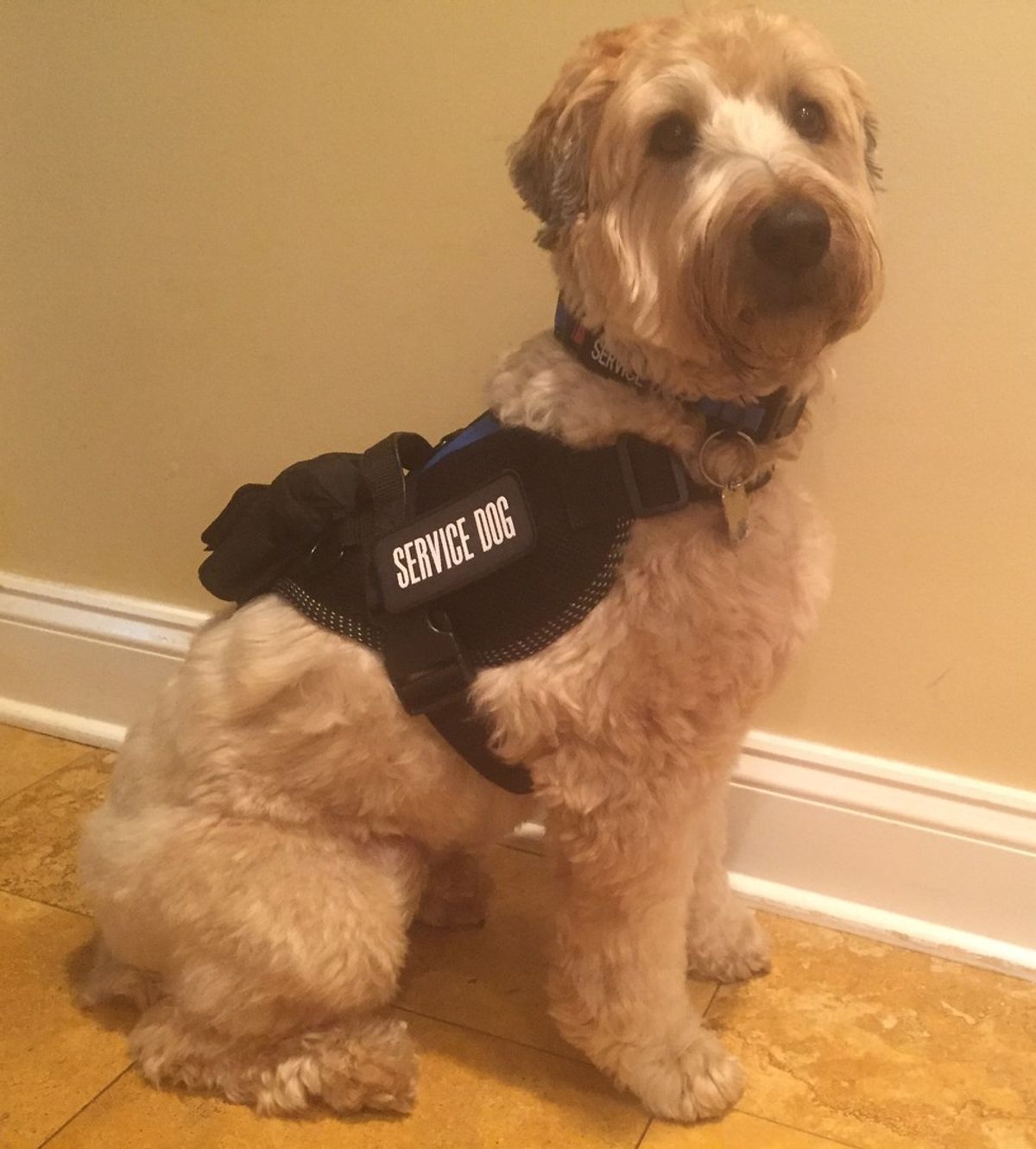 My Dog's Journey To Become A Service Dog