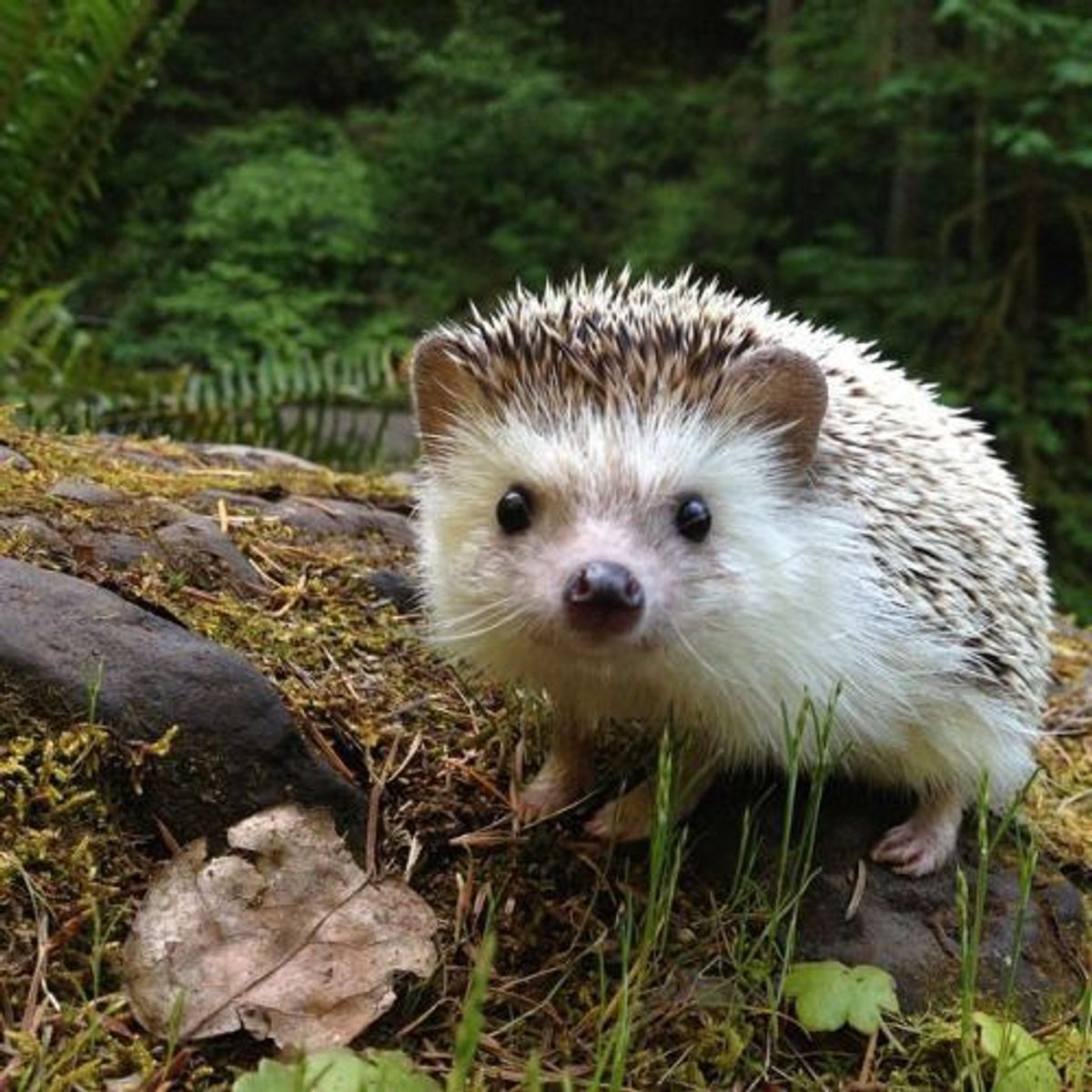 10 Reasons Why Hedgehogs Make The Best College Pets