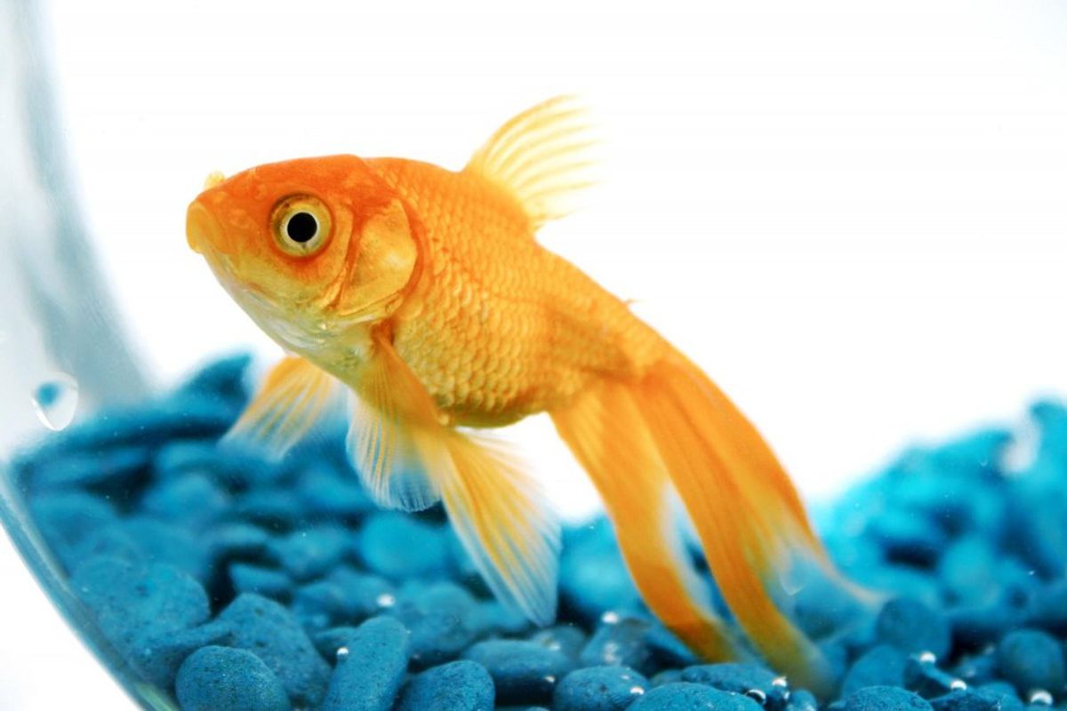 11 Reasons Why Having A Pet Fish Is The Best Thing Ever