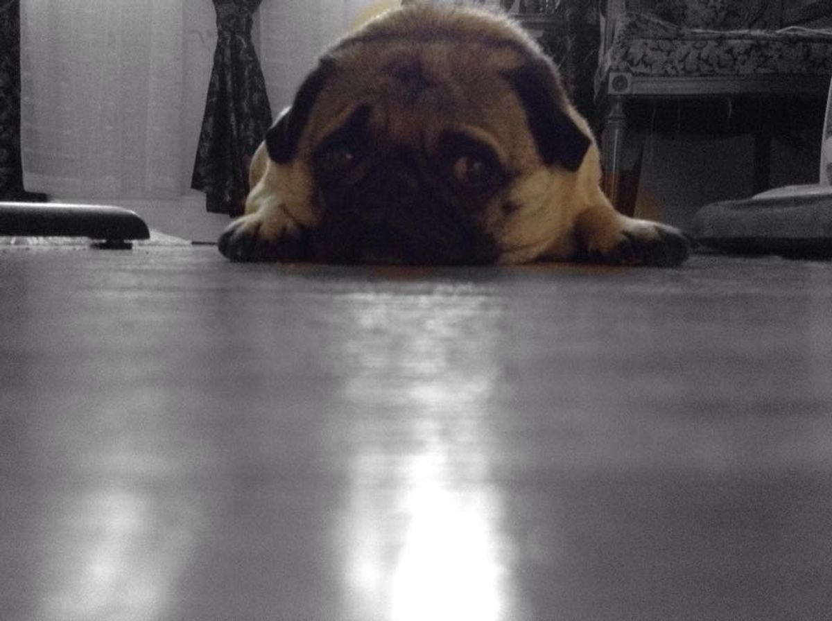 Three Signs That You Undeniably Have A Pug