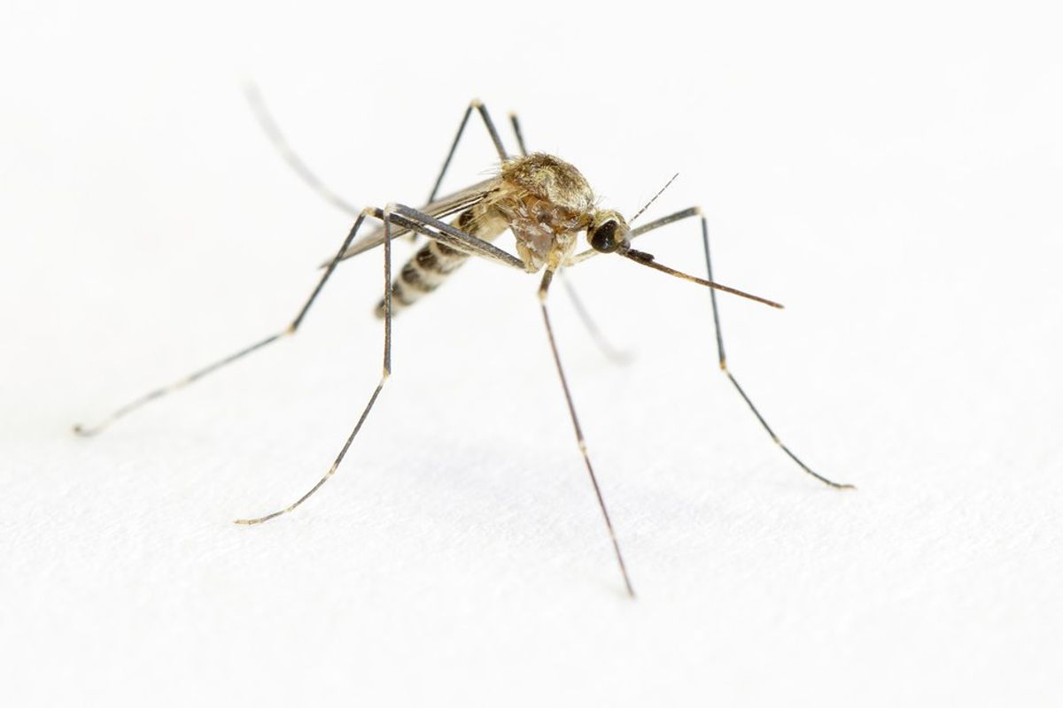 11 Things Better Than Dealing With Mosquitos