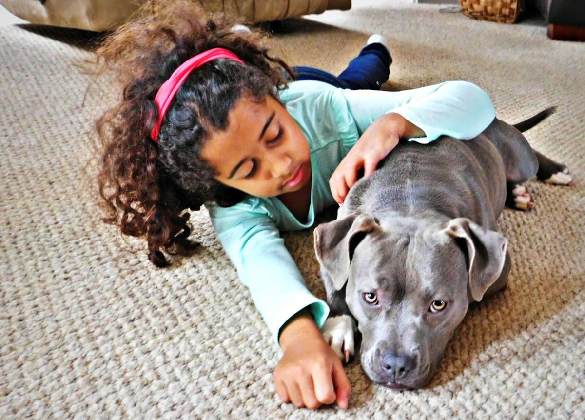 Why Pit Bull Stereotypes Are Wrong