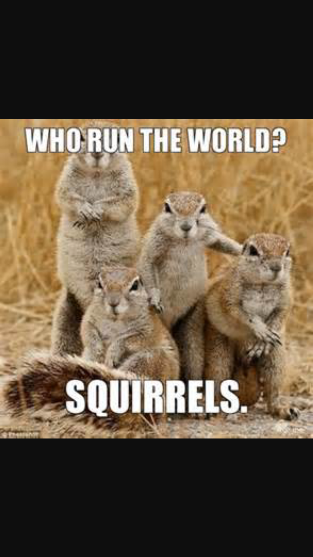 Who Runs The World? Squirrels.