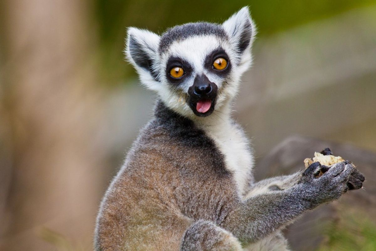 A Definitive Ranking Of The Ten Cutest Lemur Species