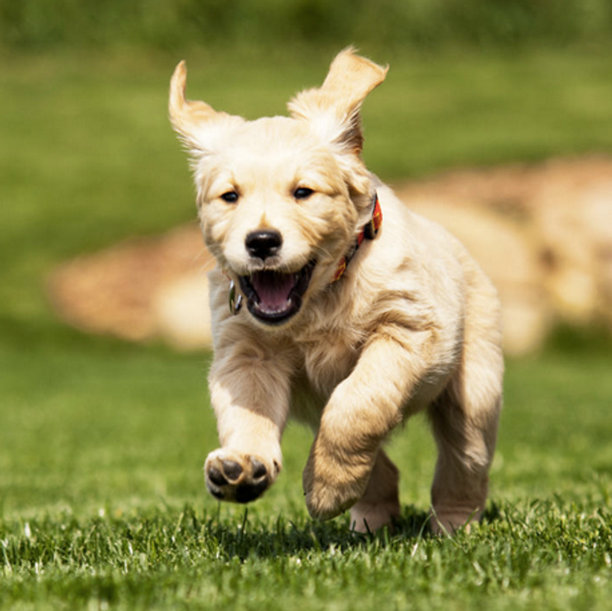 Top 5 Places To Take Your Furry Friend In SCV!