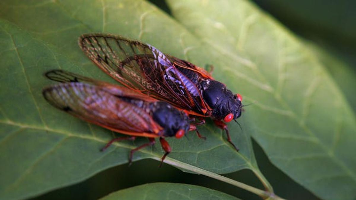 An Open Letter To Cicadas