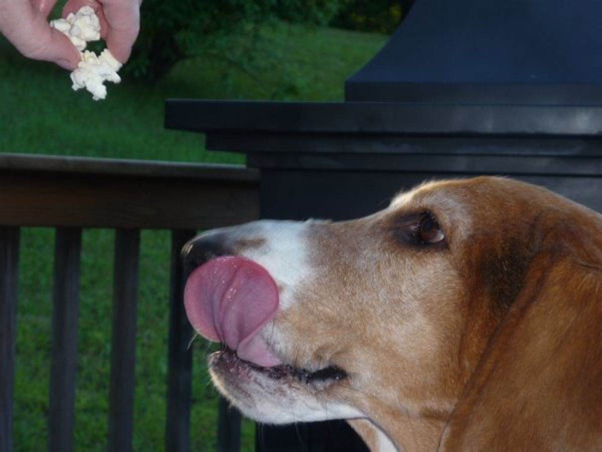 8 Things To Love About Basset Hounds