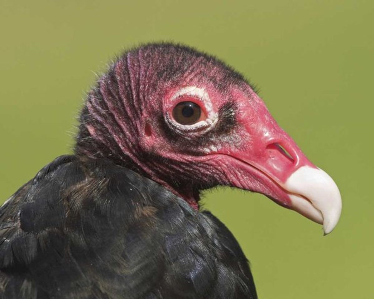 Turkey Vultures: Nature's Sanitation Department
